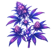 plant de cannabis graine