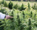 banque de graine jungle seeds