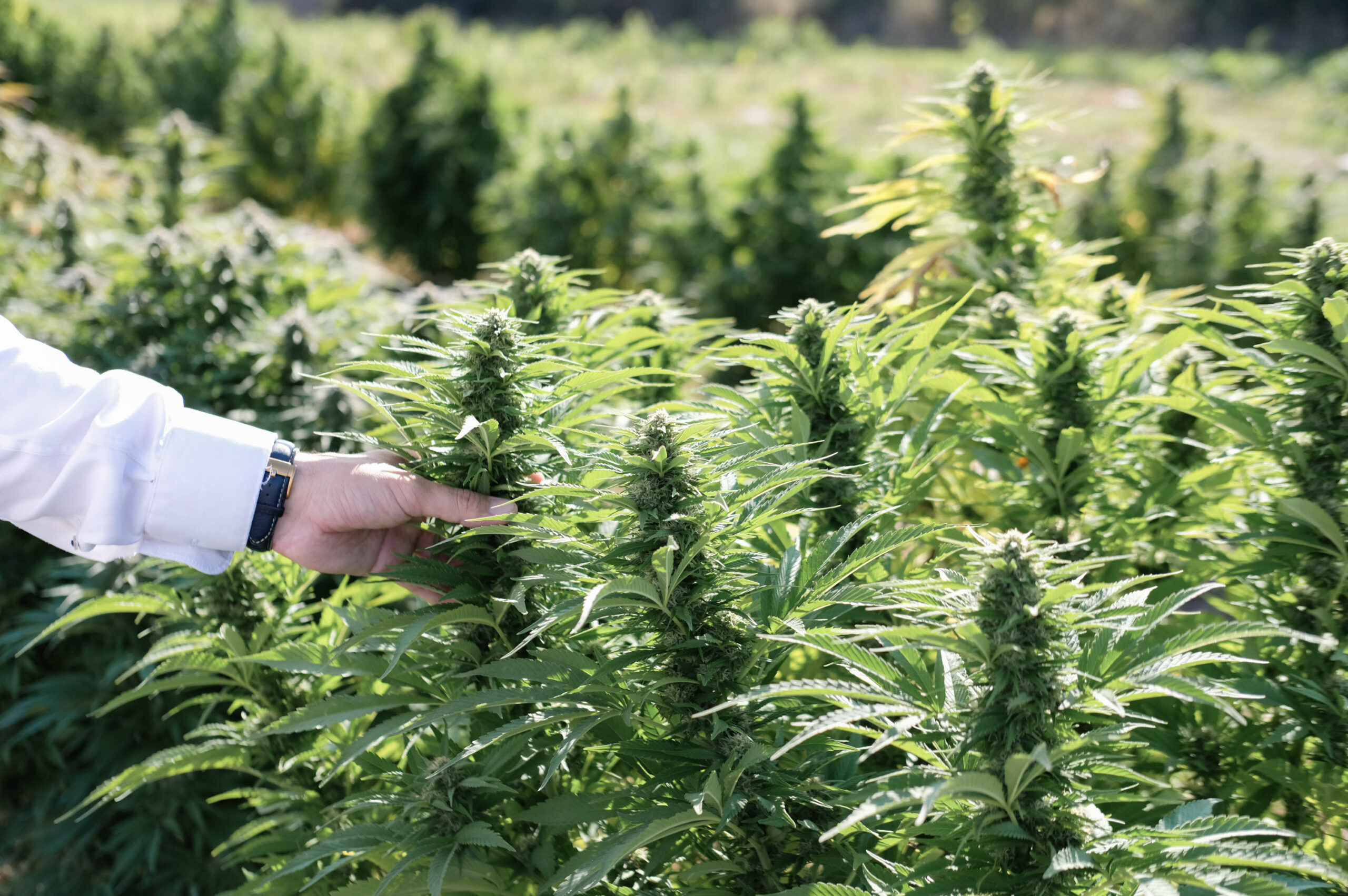 banque de graine jungle seeds
