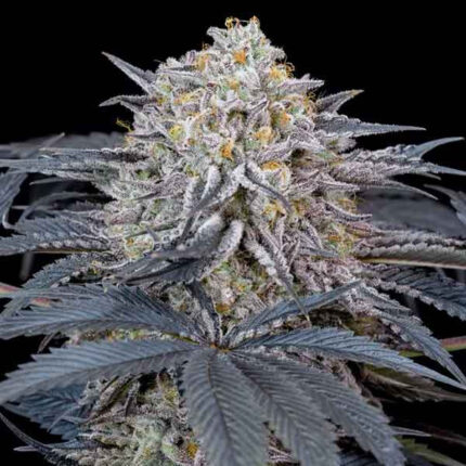 runtz cannabis graine