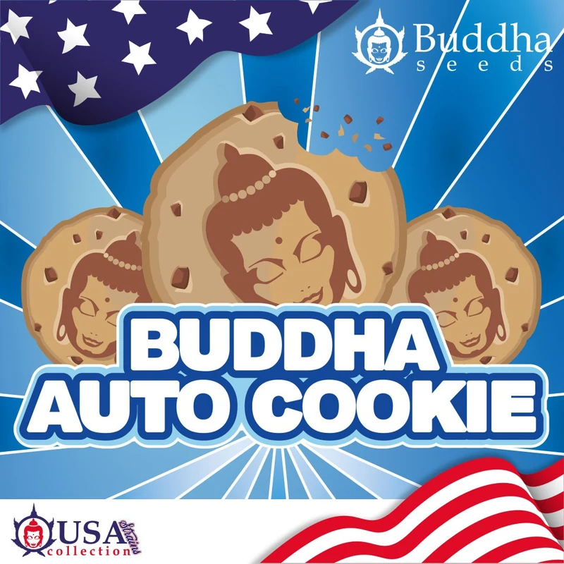 Cookies autofloraison Buddha Seeds graines cannabis