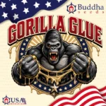 Gorilla Glue autofloraison Buddha Seeds graines cannabis US