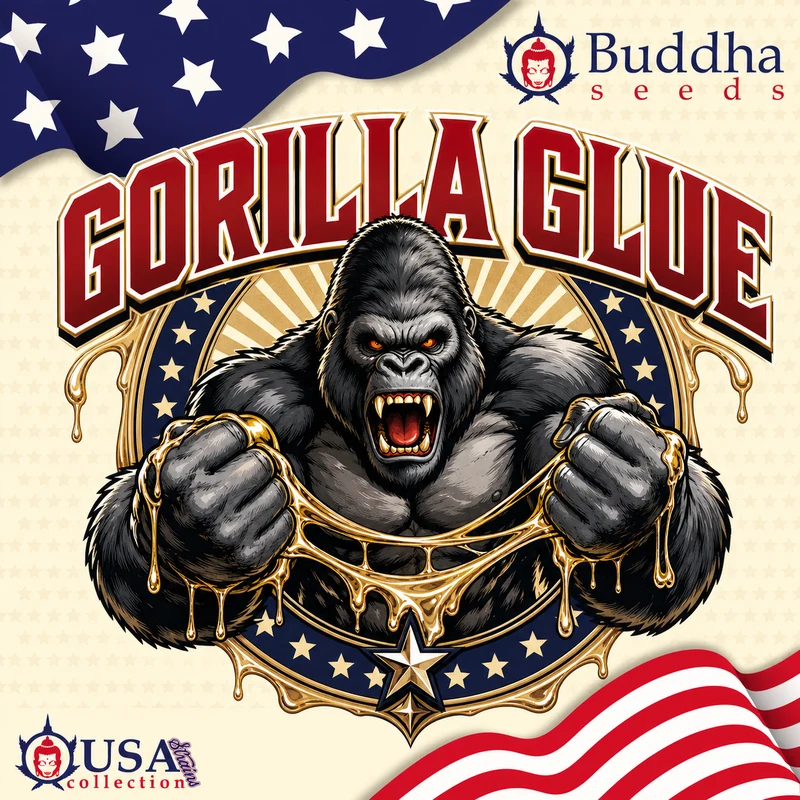 Gorilla Glue autofloraison Buddha Seeds graines cannabis US