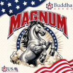Magnum autofloraison Buddha Seeds graines cannabis sativa
