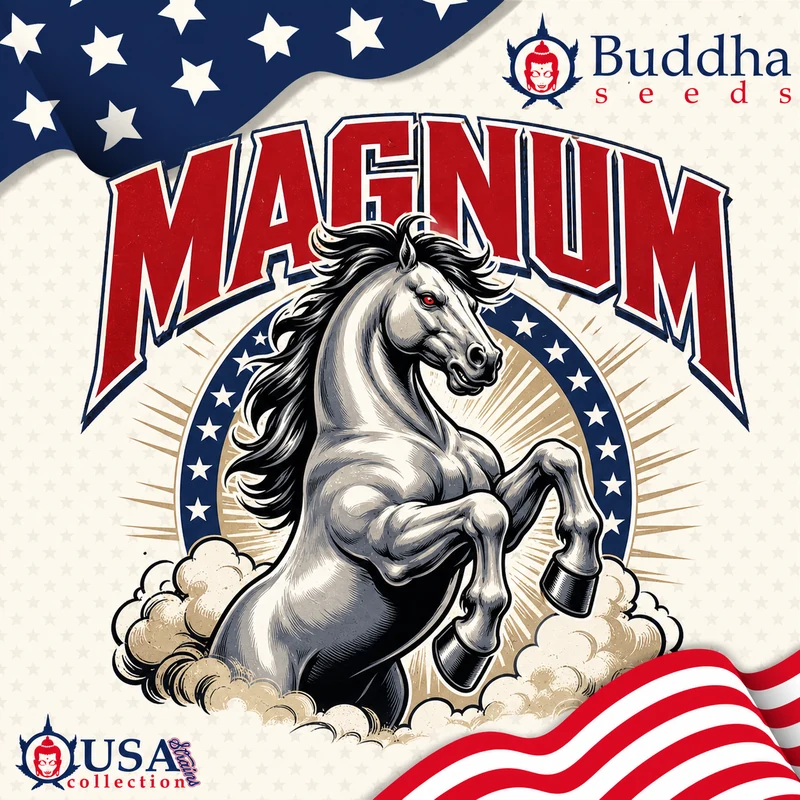 Magnum autofloraison Buddha Seeds graines cannabis sativa