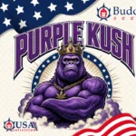 Purple Kush autofloraison Buddha Seeds graines cannabis violette