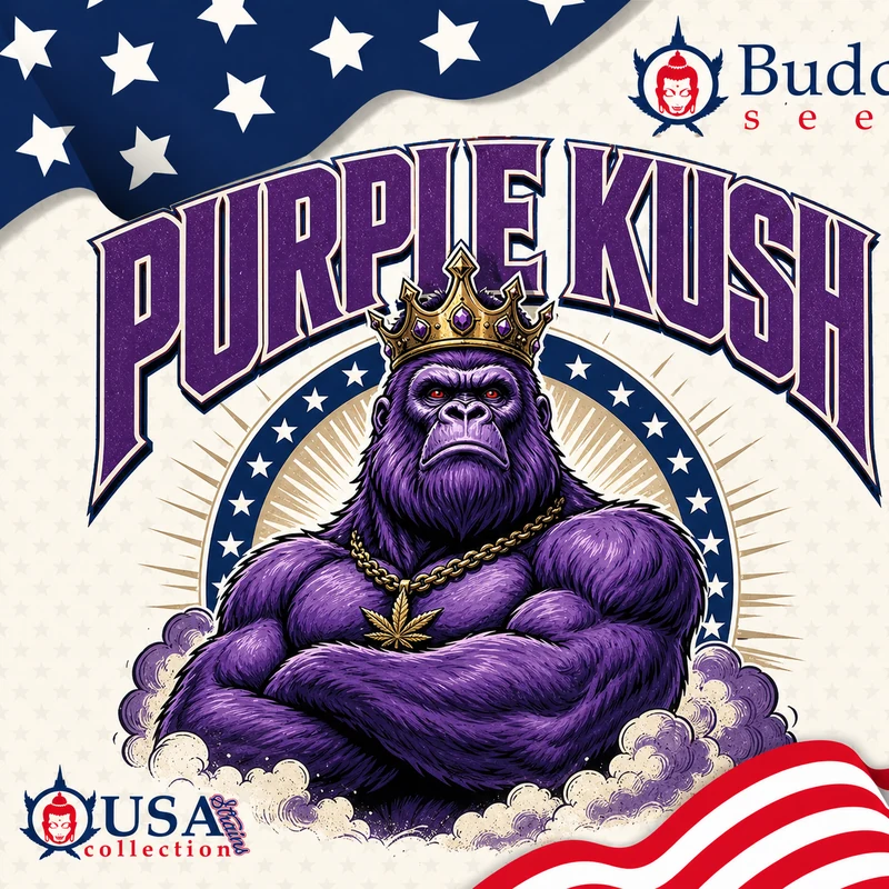 Purple Kush autofloraison Buddha Seeds graines cannabis violette