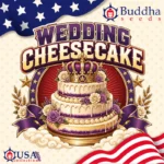 Wedding Cheesecake autofloraison Buddha Seeds graines cannabis