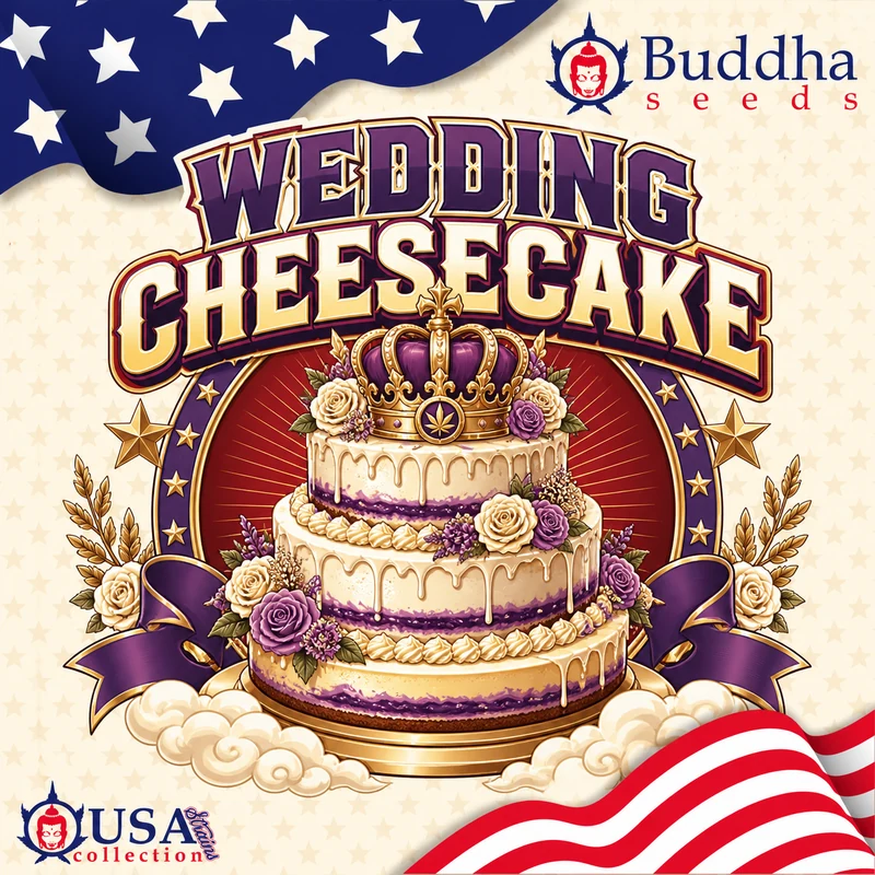 Wedding Cheesecake autofloraison Buddha Seeds graines cannabis