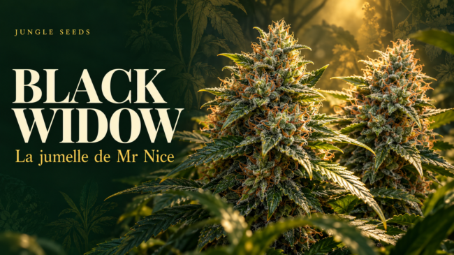 Black Widow