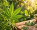 Feuilles de cannabis
