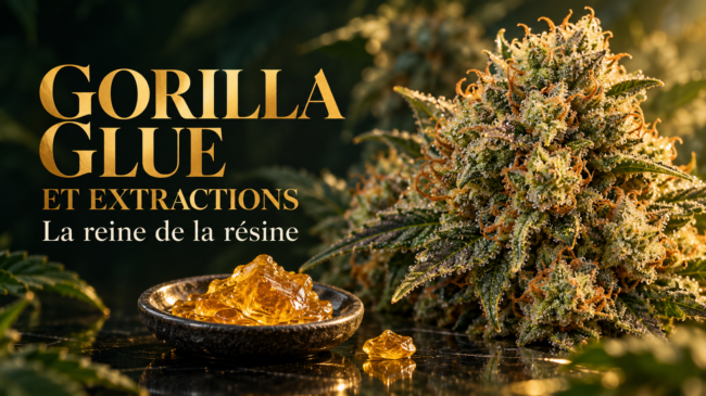 Gorilla Glue et extractions reine de la résine