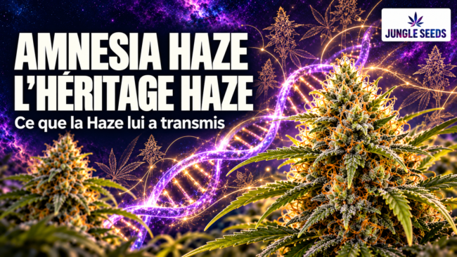 La génétique de l'Amnesia Haze